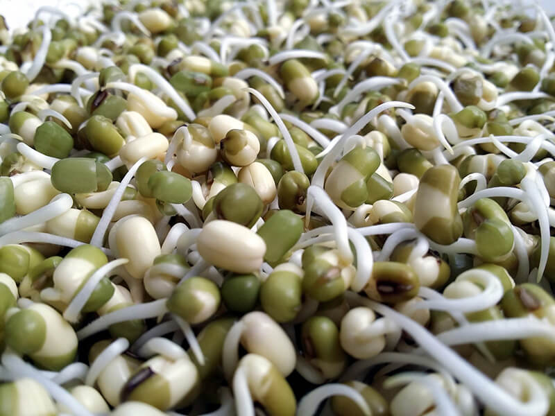 Bean Sprouts