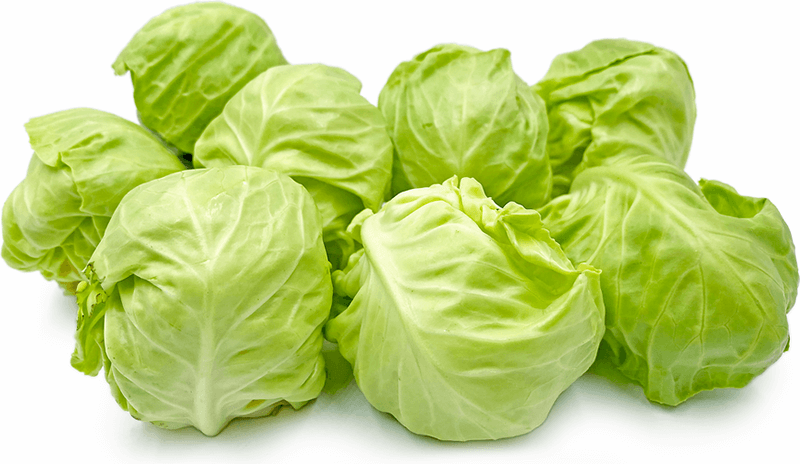 Cabbage