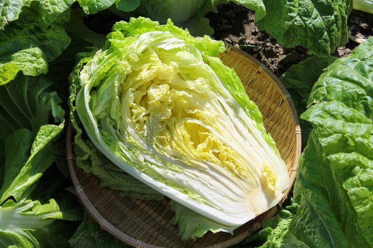 The core of Chinese cabbage