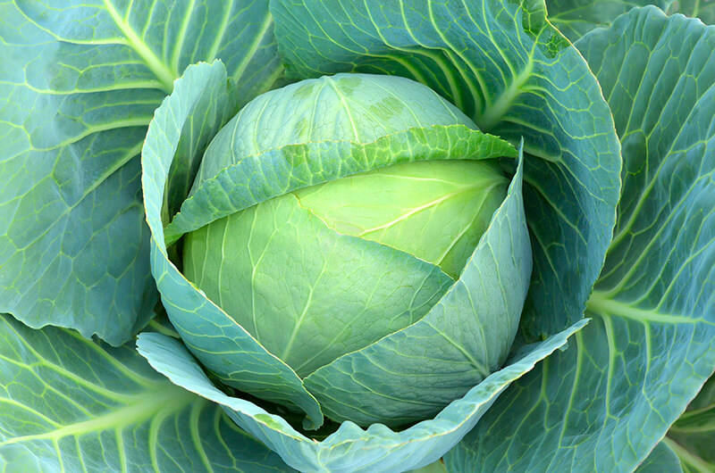 cabbage