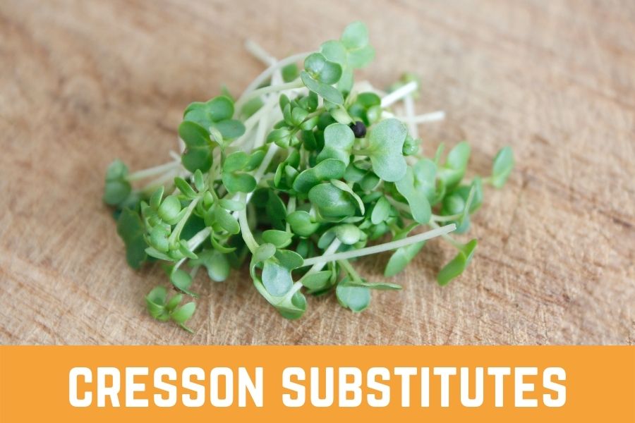 Watercress Substitutes: Here Are Some Recommended Alternatives You Can Choose