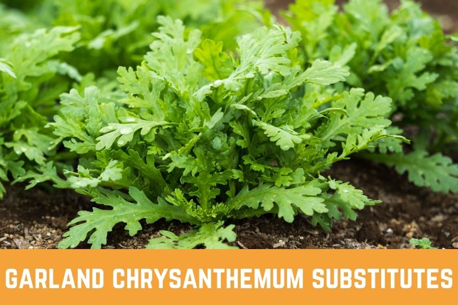 garland chrysanthemum substitutes