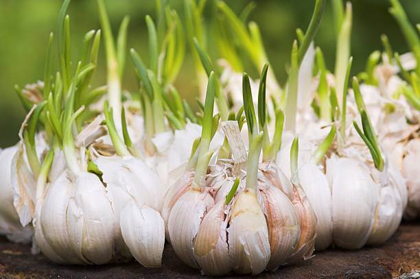Garlic Sprouts